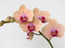 DSC_0700-Phalenopsis-min